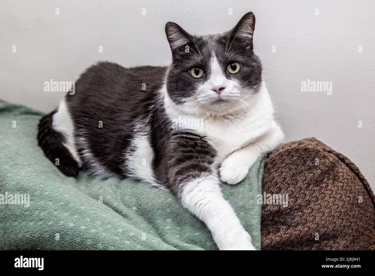 Hermoso gato doméstico macho de pelo medio gris y blanco llamado Caillou  acostado sobre una manta verde en la parte trasera de un sofá en St. Paul,  Minnesota, EE.UU Fotografía de stock -