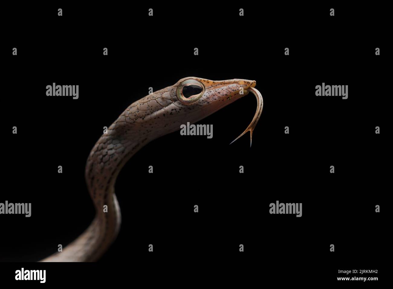 Ahaetulla fasciolata: Serpiente COPE de Ecuador Foto de stock