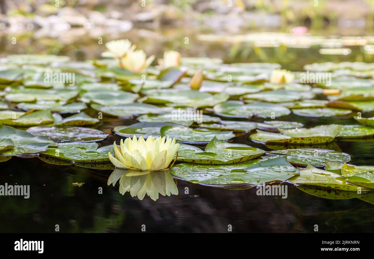 Nymphaea, flor de lirio de agua blanca sobre la superficie del agua, hojas verdes alrededor, vista lateral Foto de stock