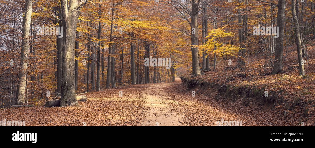 Bosque de haya en otoño en el Parque Natural de Montseny, Cataluña Foto de stock