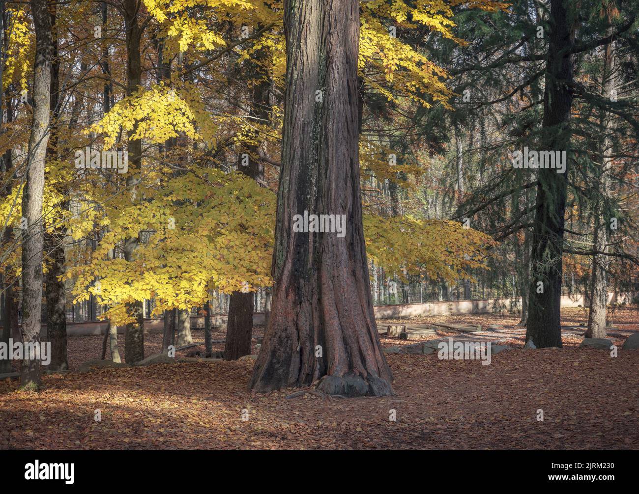 Sequoia en el Parque Natural del Montseny, Cataluña Foto de stock