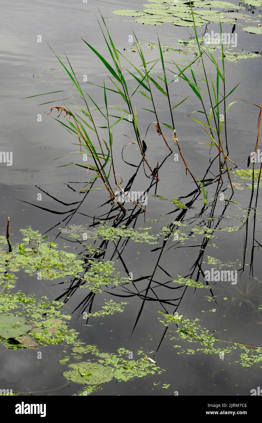 caña y plantas de agua en el lago Foto de stock