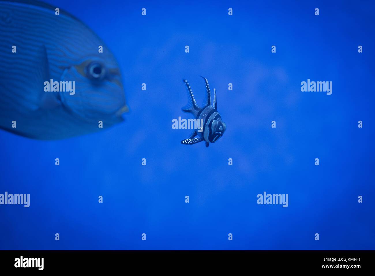 Acuario marino y peces de colores. Pterapogon kauderni, Banggai cardinal pescado en agua azul. Peces de mar Foto de stock