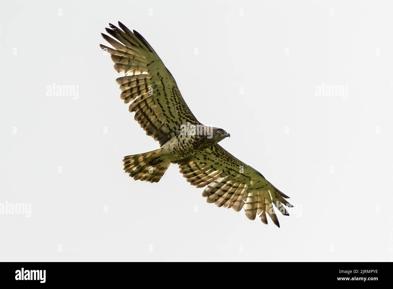 Un plano de ángulo bajo de águila serpiente de punta corta (Circaetus gallicus) con alas abiertas elevándose en el cielo Foto de stock