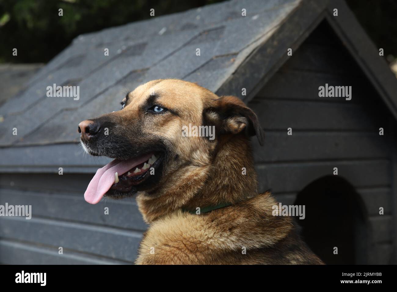 Perro grande de ojos azules en la cabeza y hombros retrato de perfil, de pie frente a su perrera. Foto de stock
