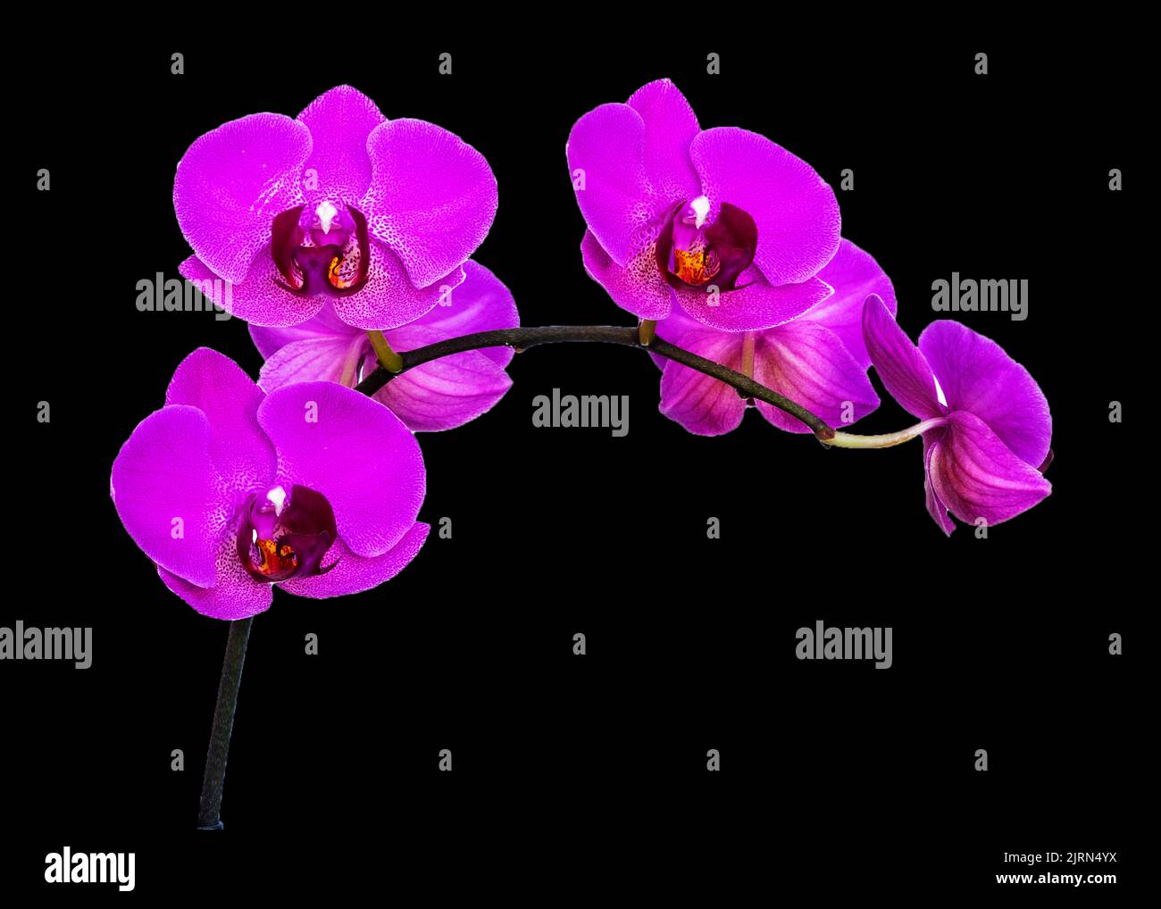 Una orquidea negra fotografías e imágenes de alta resolución - Página 5 -  Alamy