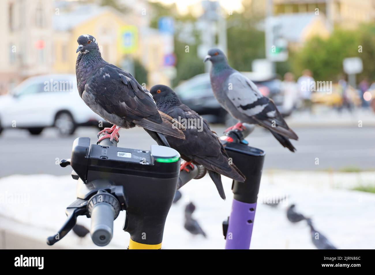 Tres palomas se sientan en los manillares de las scooters eléctricas en la calle de la ciudad. Palomas en el fondo de coches borrosos, e-scooters de alquiler Foto de stock