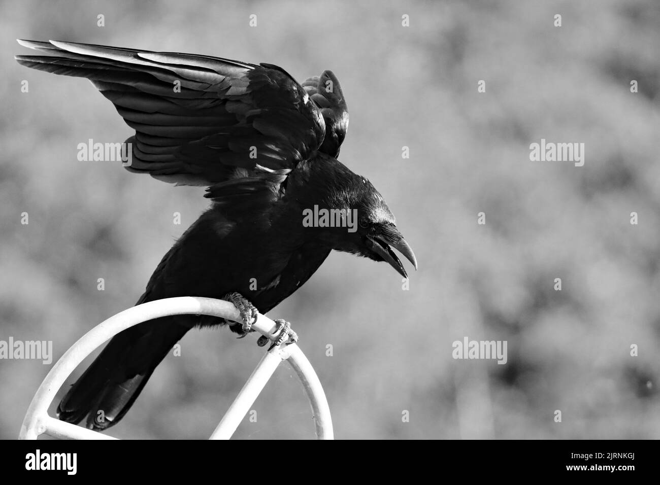 Un pájaro negro cuervo a punto de volar después de descansar en una puerta de metal. Los talones en el pájaro todavía se pueden ver agarrando la valla mientras se extiende las alas Foto de stock