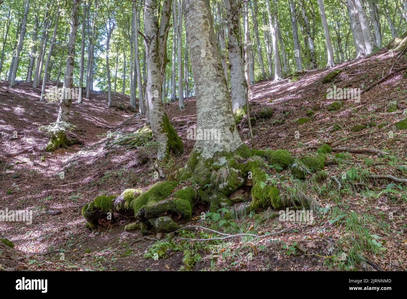 Grandes hayas con raíces sobre el suelo cubiertas de musgo en la reserva natural de Acquerino Cantagallo, Italia Foto de stock