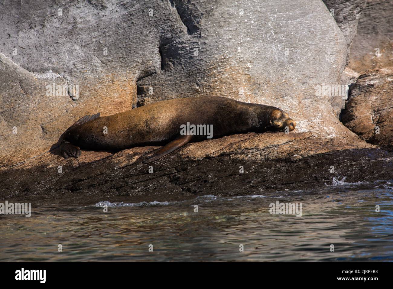 Lobo marino gigante fotografías e imágenes de alta resolución - Alamy