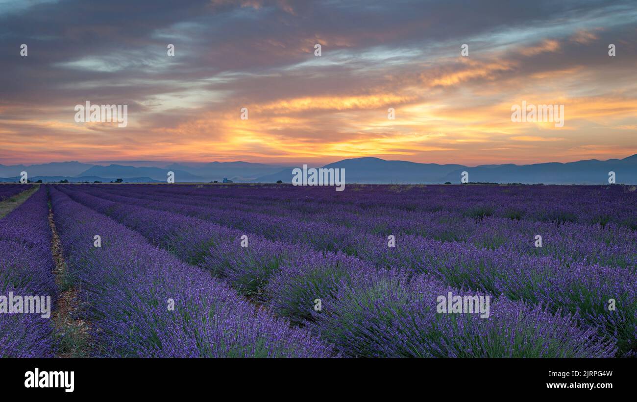 Campo lila justo antes del amanecer cerca de Valensole, Provenza Francia Foto de stock