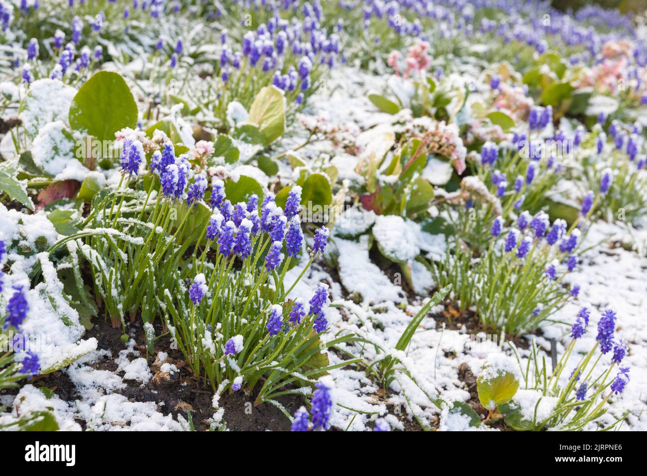 Bulbos de muscari en un borde de flores cubiertas de nieve en primavera, Reino Unido Foto de stock