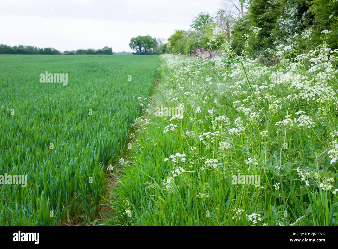 Flores silvestres, perejil de vaca creciendo en un margen de campo cultivable en tierras de labranza del Reino Unido Foto de stock