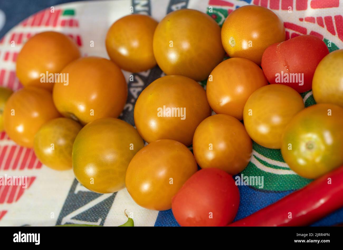 'Sungold F1' Tomate, Tomate (Solanum lycopersicum) Foto de stock