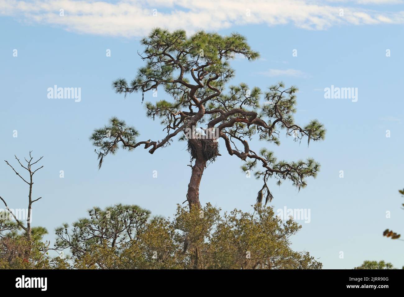 Nido de un águila calva en un árbol de pino en un sendero en el Parque Estatal Oscar Scherer cerca de Osprey, Florida Foto de stock