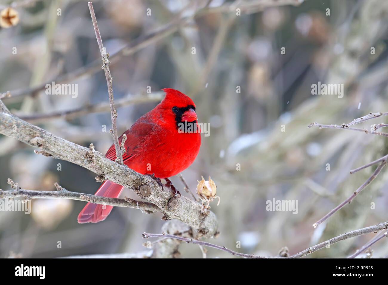 Un cardenal norteño masculino adulto (Cardinalis cardinalis) percha en una rama en Indiana, EE.UU. Con vetas de nieve en invierno Foto de stock