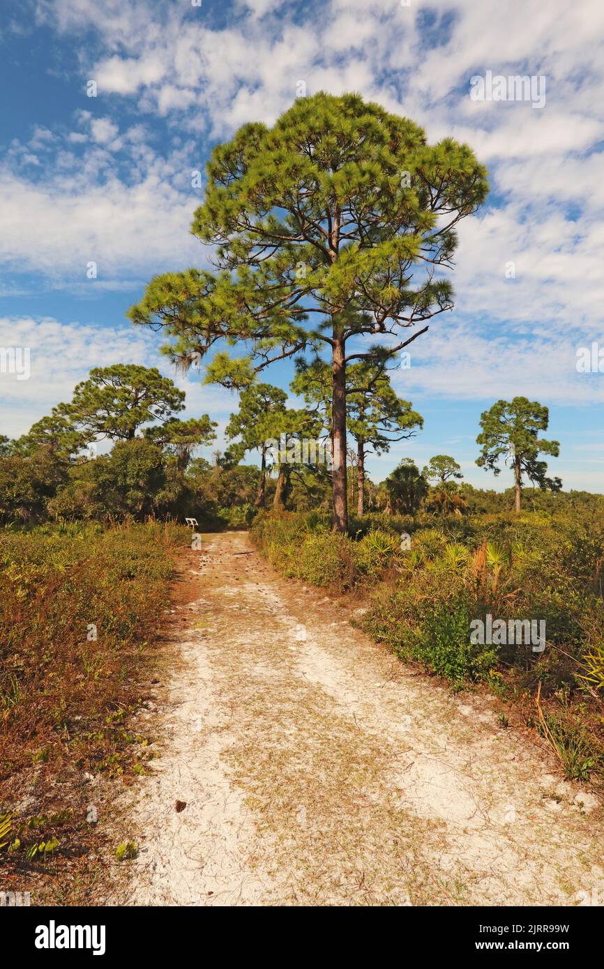 Sendero y vegetación en el Parque Estatal Oscar Scherer cerca de Osprey, Florida vertical Foto de stock