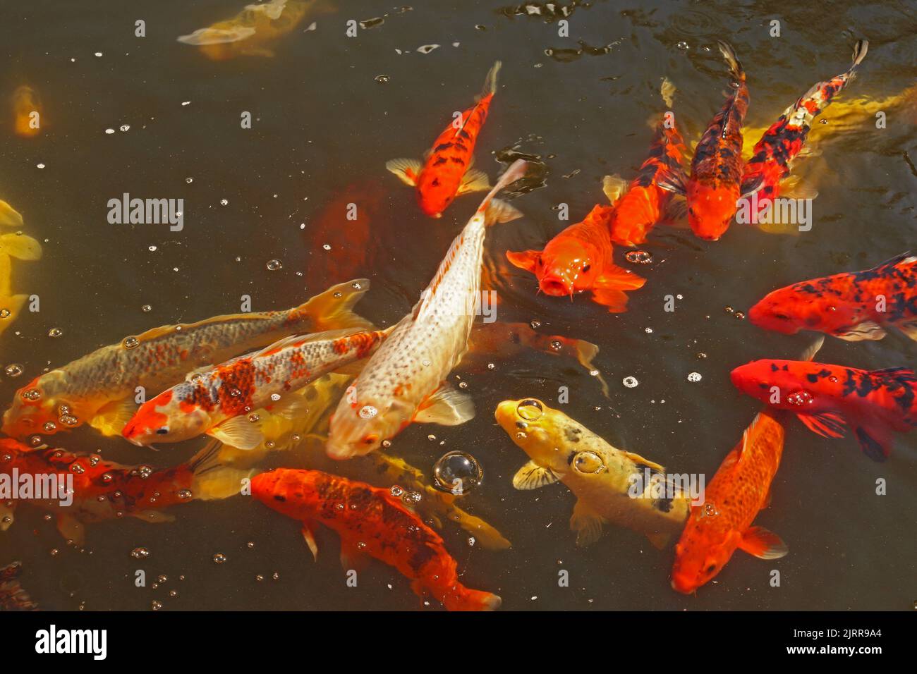 La carpa Amur roja, naranja, amarilla y negra o el koi ornamental (Cyprinus rubrofuscus) busca alimento en un estanque Foto de stock