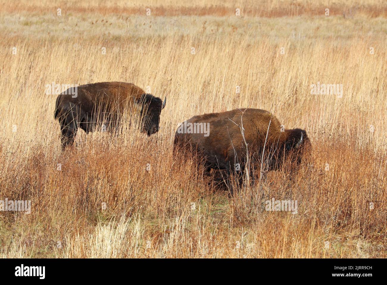 Dos bisontes americanos en la reserva Kankakee Sands cerca de Marruecos en el noroeste de Indiana Foto de stock
