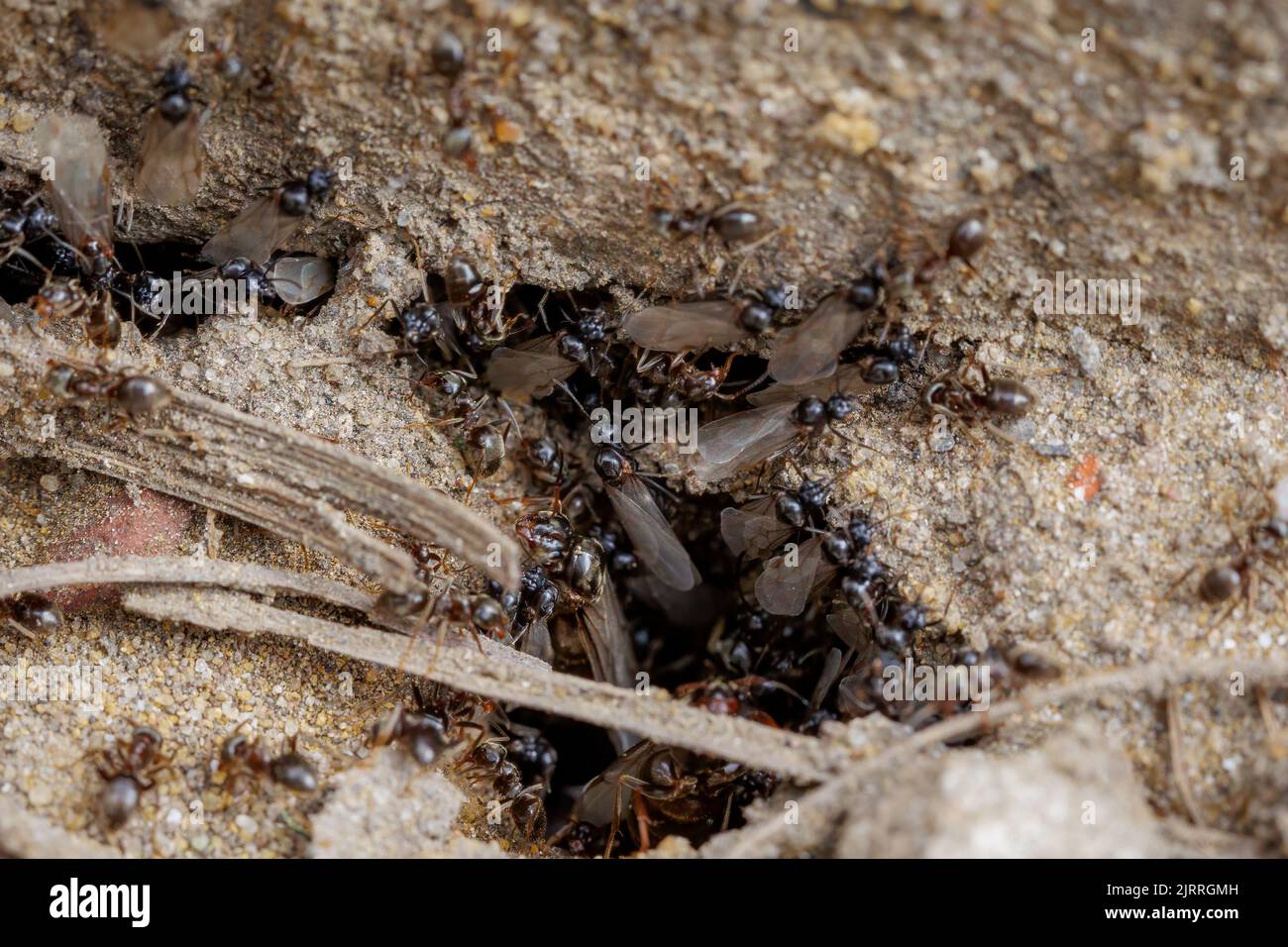 Hormigas voladoras, lasius niger, nido - macro disparo Foto de stock