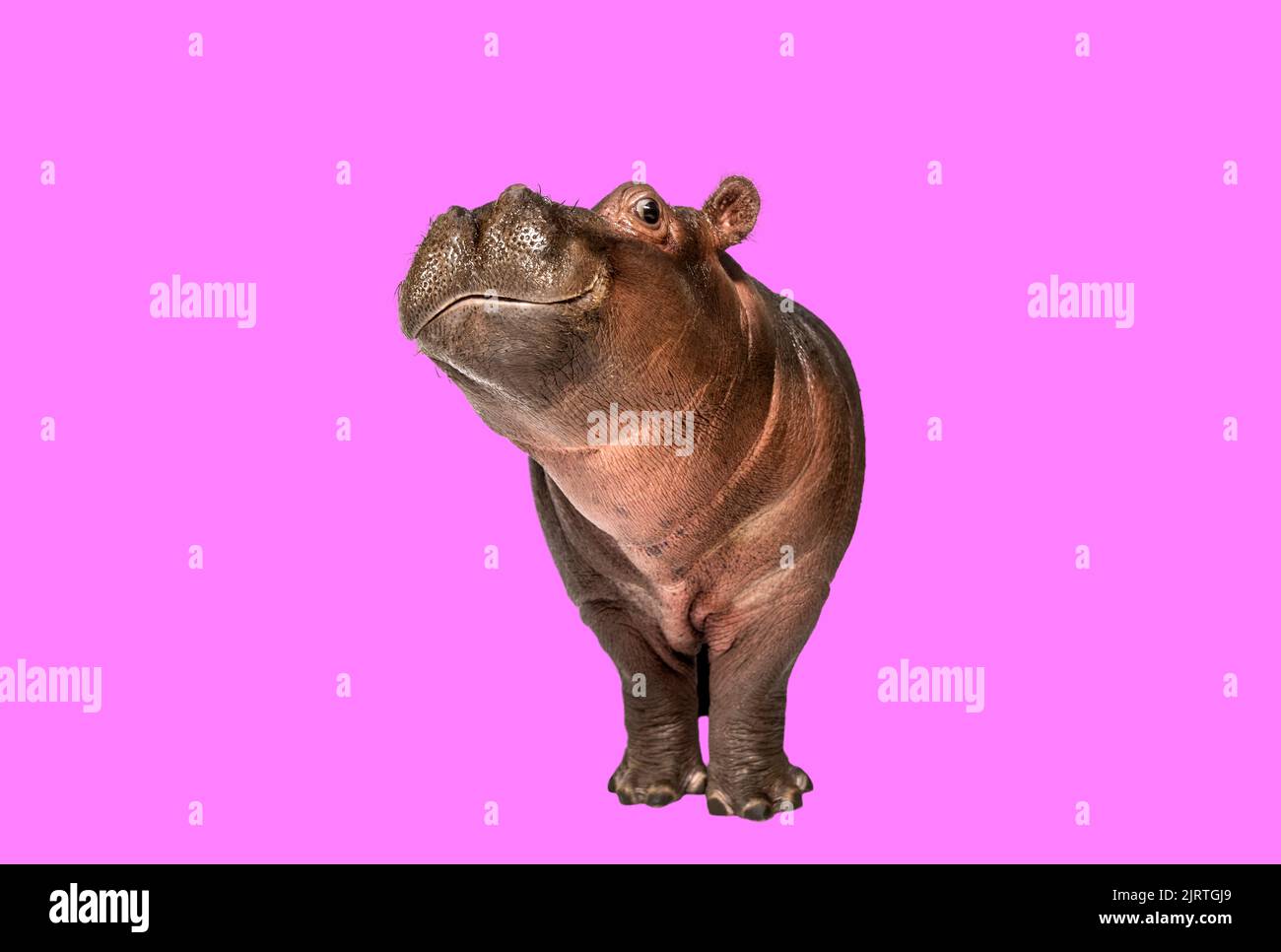 Hipopótamo de pie y mirando a la cámara sobre fondo rosa Foto de stock