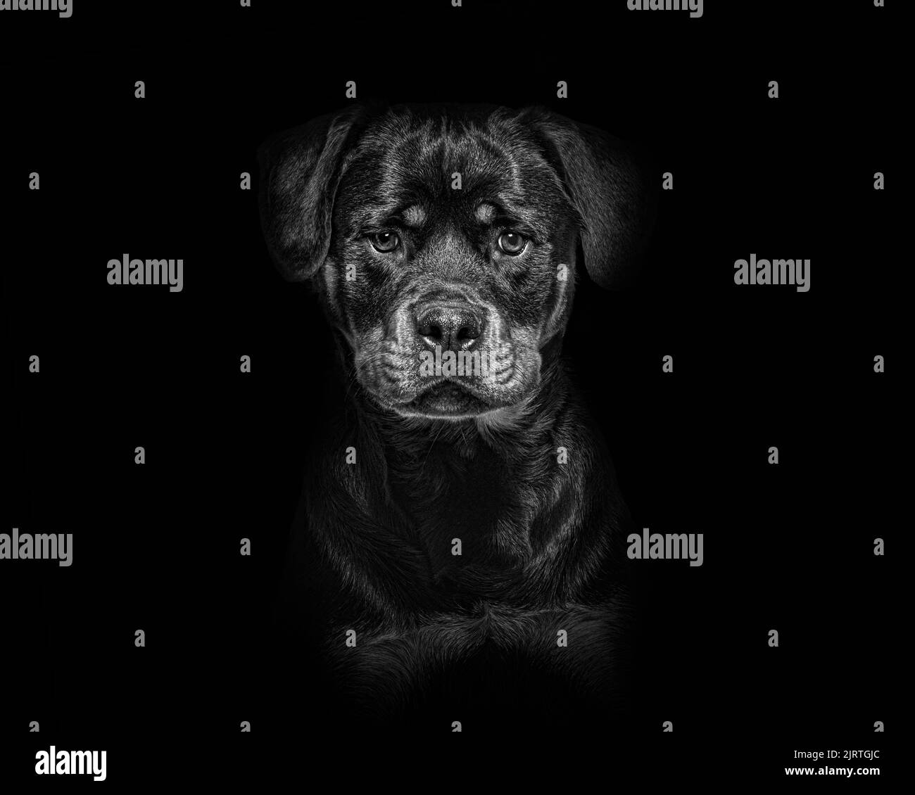 Retrato de un joven Rottweiler negro y tostado sobre fondo negro Foto de stock