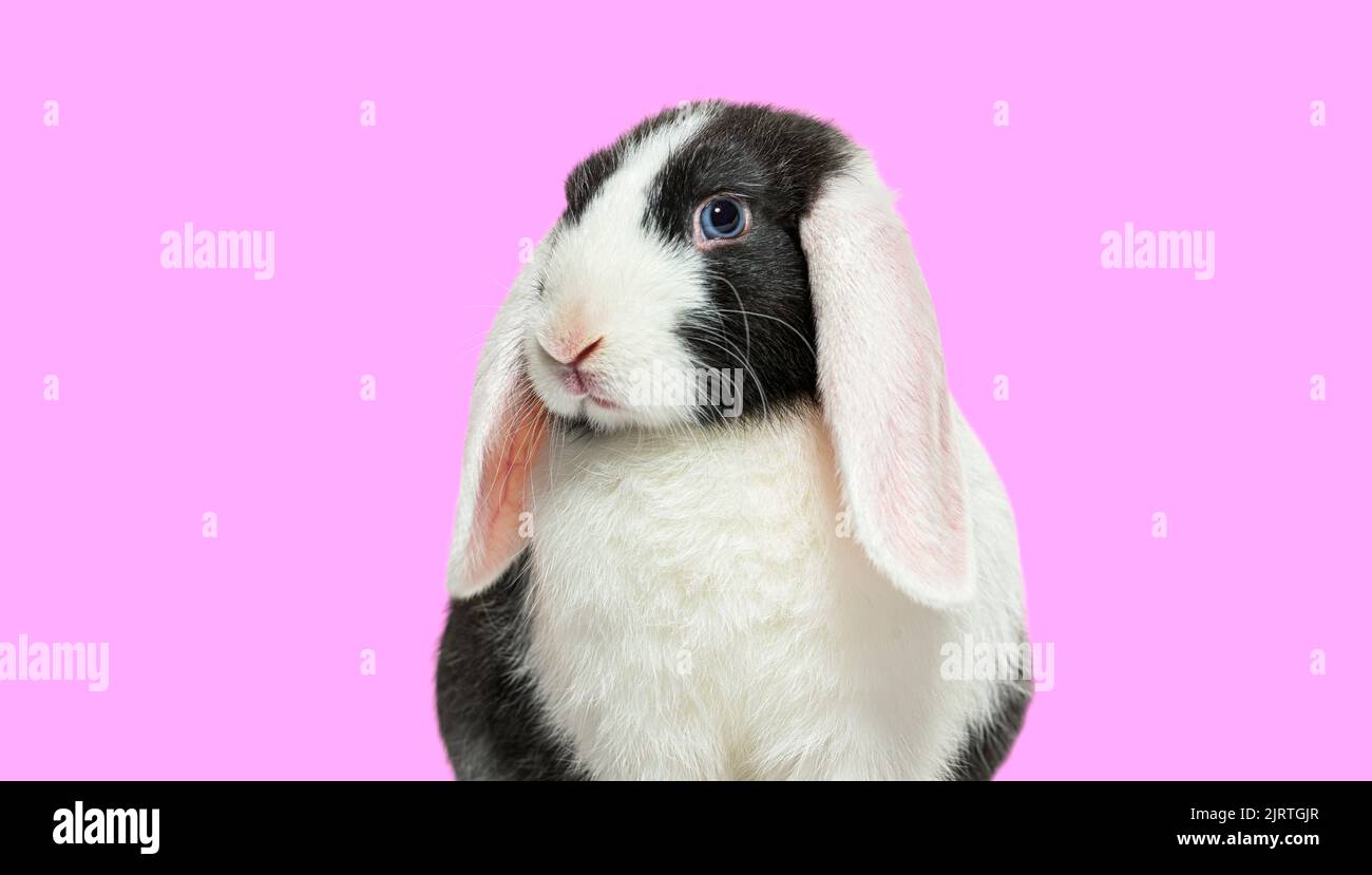 Plano de cabeza de conejo negro y blanco lop azul con ojos sobre un fondo rosa Foto de stock