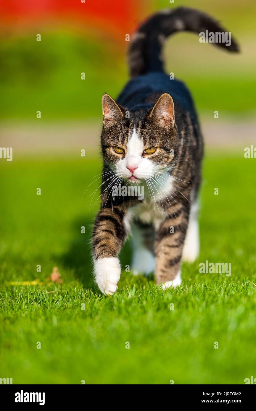 lindo gato. buscando comida, sentado una espera relajante en algo que pasar  Fotografía de stock - Alamy