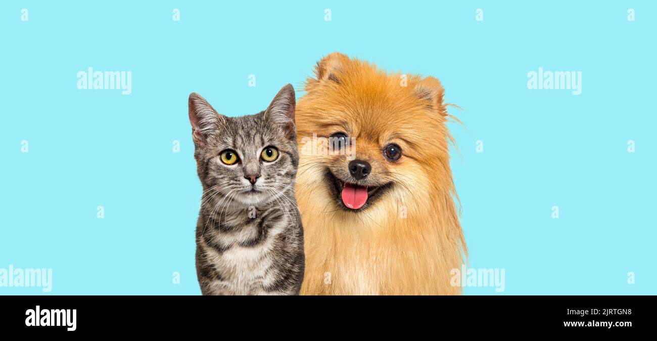 Gato tabby a rayas grises y perro rojo Pomeranian jadeando con expresión feliz sobre fondo azul, banner enmarcado mirando la cámara Foto de stock