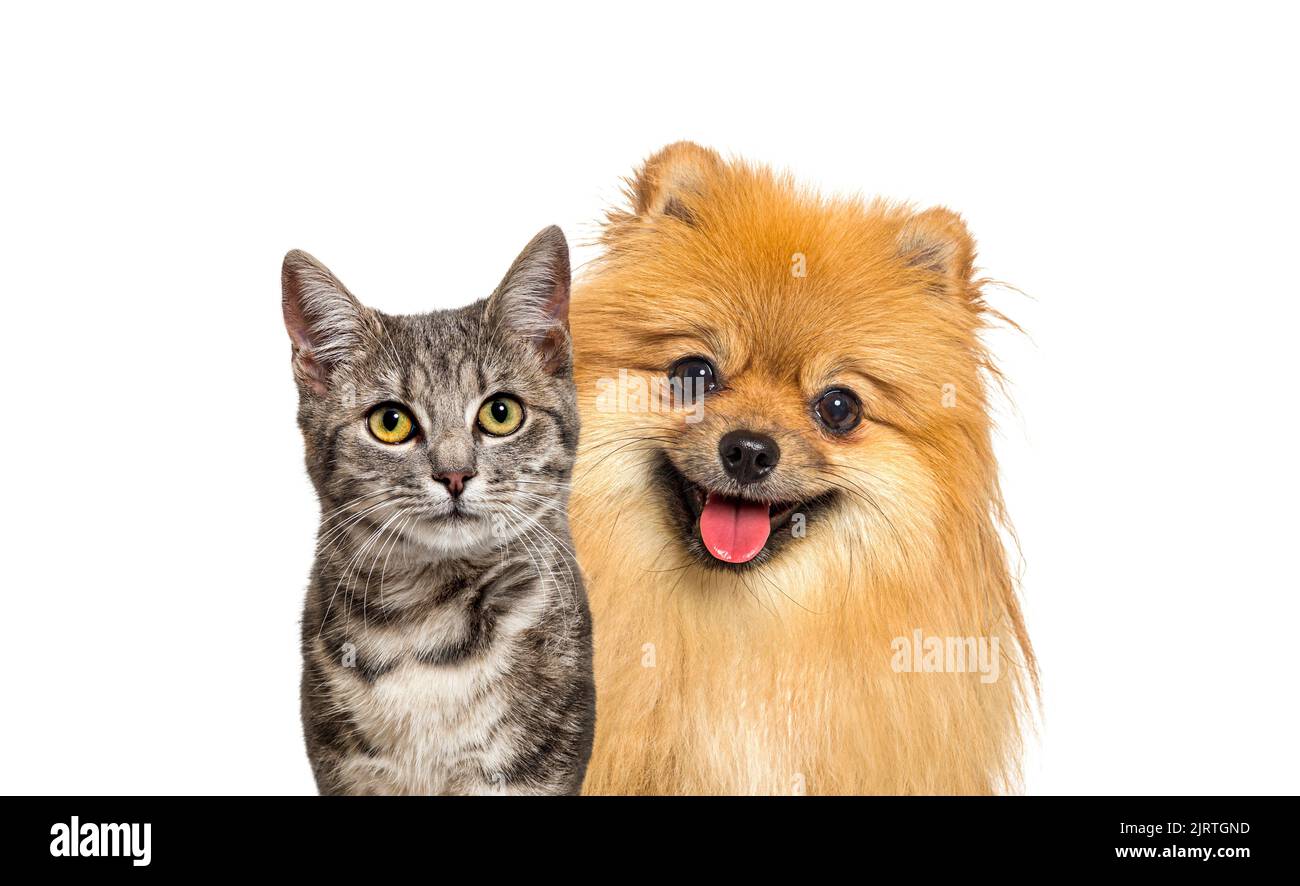 Gato tabby a rayas grises y perro rojo Pomeranian jadeando con expresión feliz sobre fondo blanco, banner enmarcado mirando la cámara Foto de stock