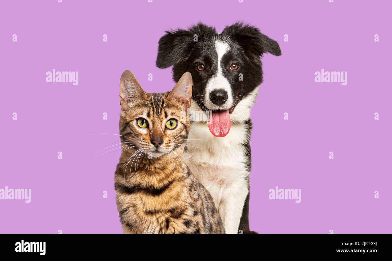 Gato de bengala marrón y un perro collie borde jadeando con expresión feliz sobre fondo violeta, mirando a la cámara Foto de stock
