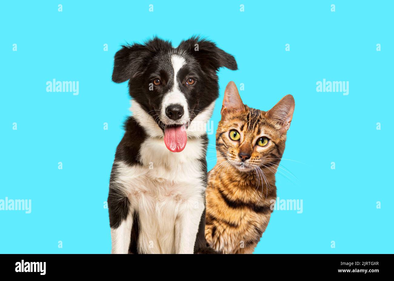 Gato de bengala marrón y un perro collie borde con expresión feliz sobre fondo azul, mirando a la cámara Foto de stock