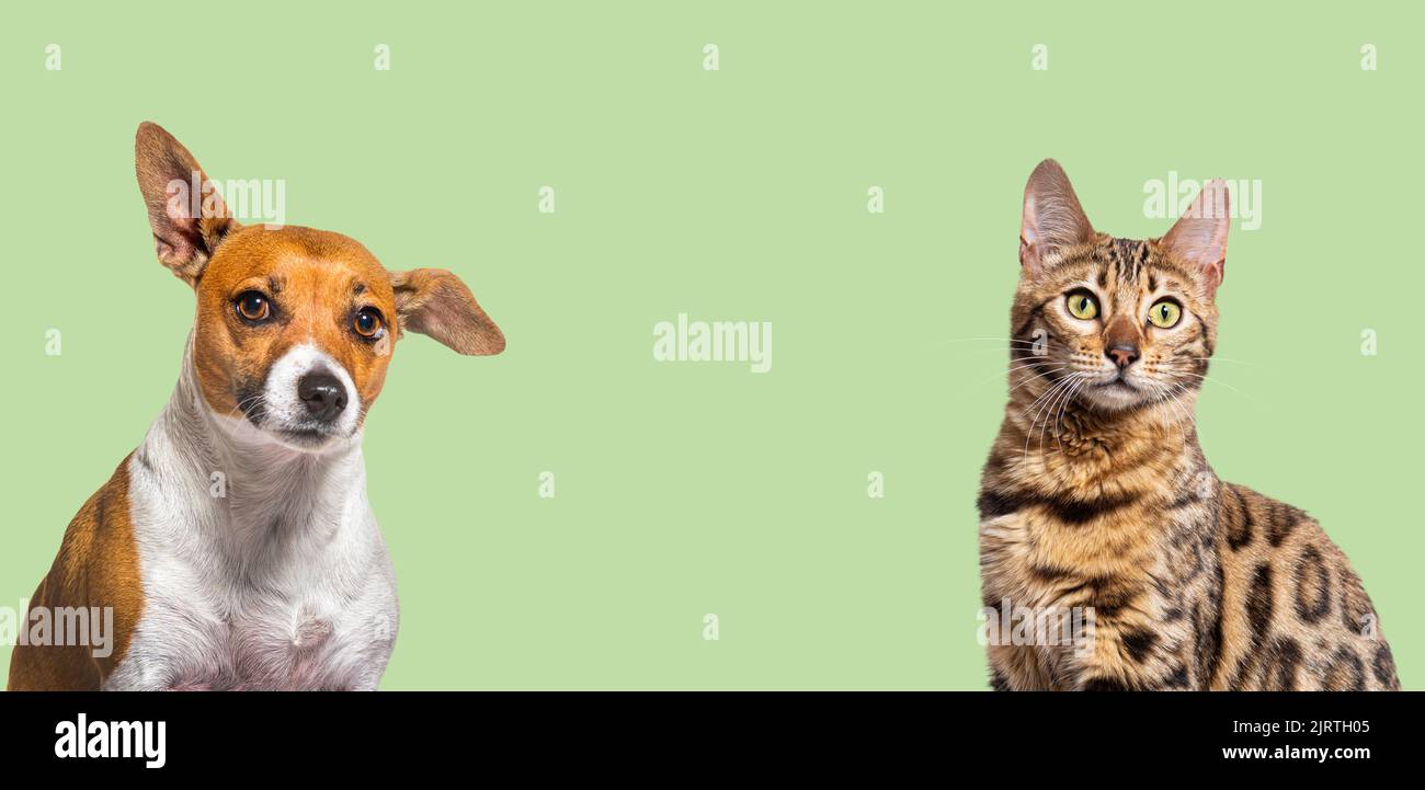 Cabeza tiro gato de bengala y Jack russell terrier perro juntos en un fondo verde Foto de stock