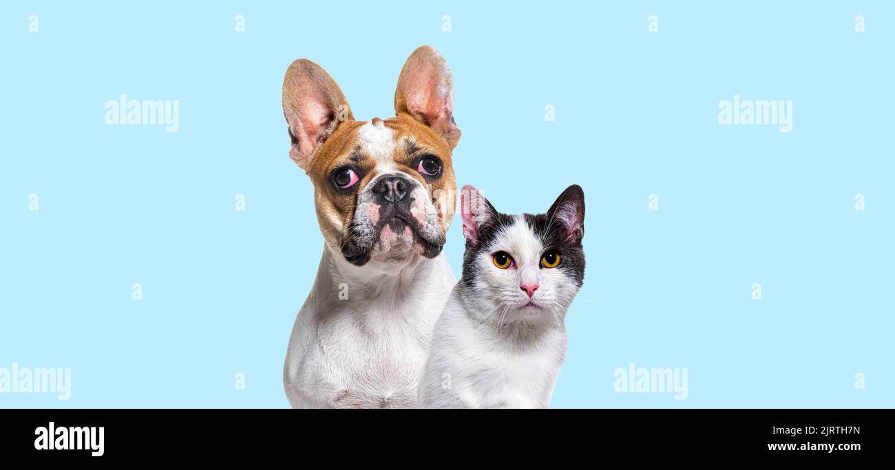Plano de la cabeza del bulldog francés y un gato de raza cruzada juntos sobre un fondo azul Foto de stock
