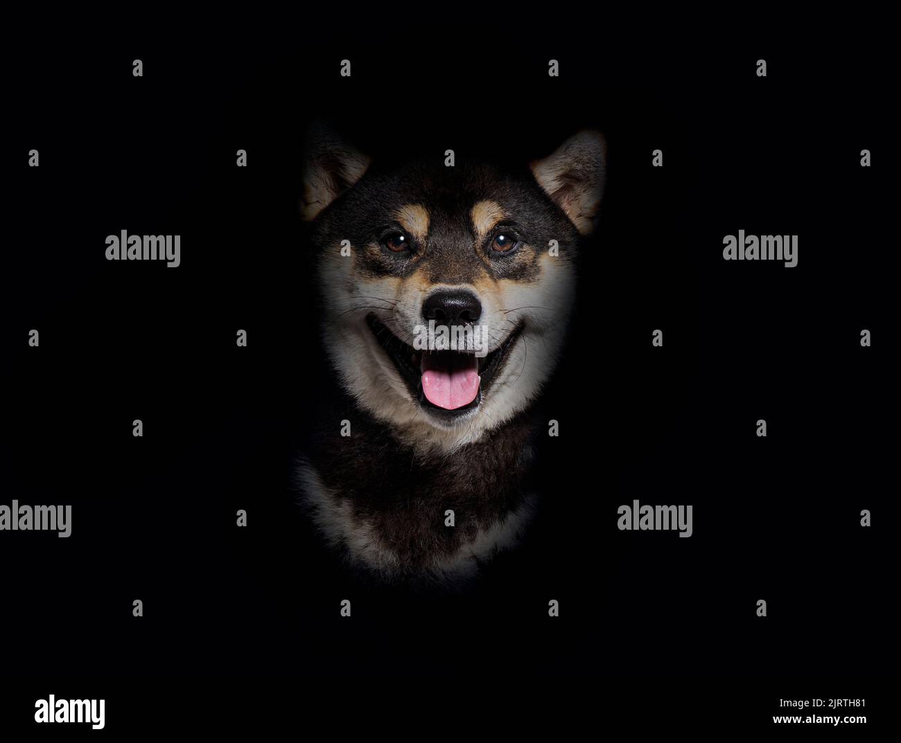 Plano de la cabeza de un perro Shiba inu jadeando y luciendo feliz, sobre un fondo negro Foto de stock