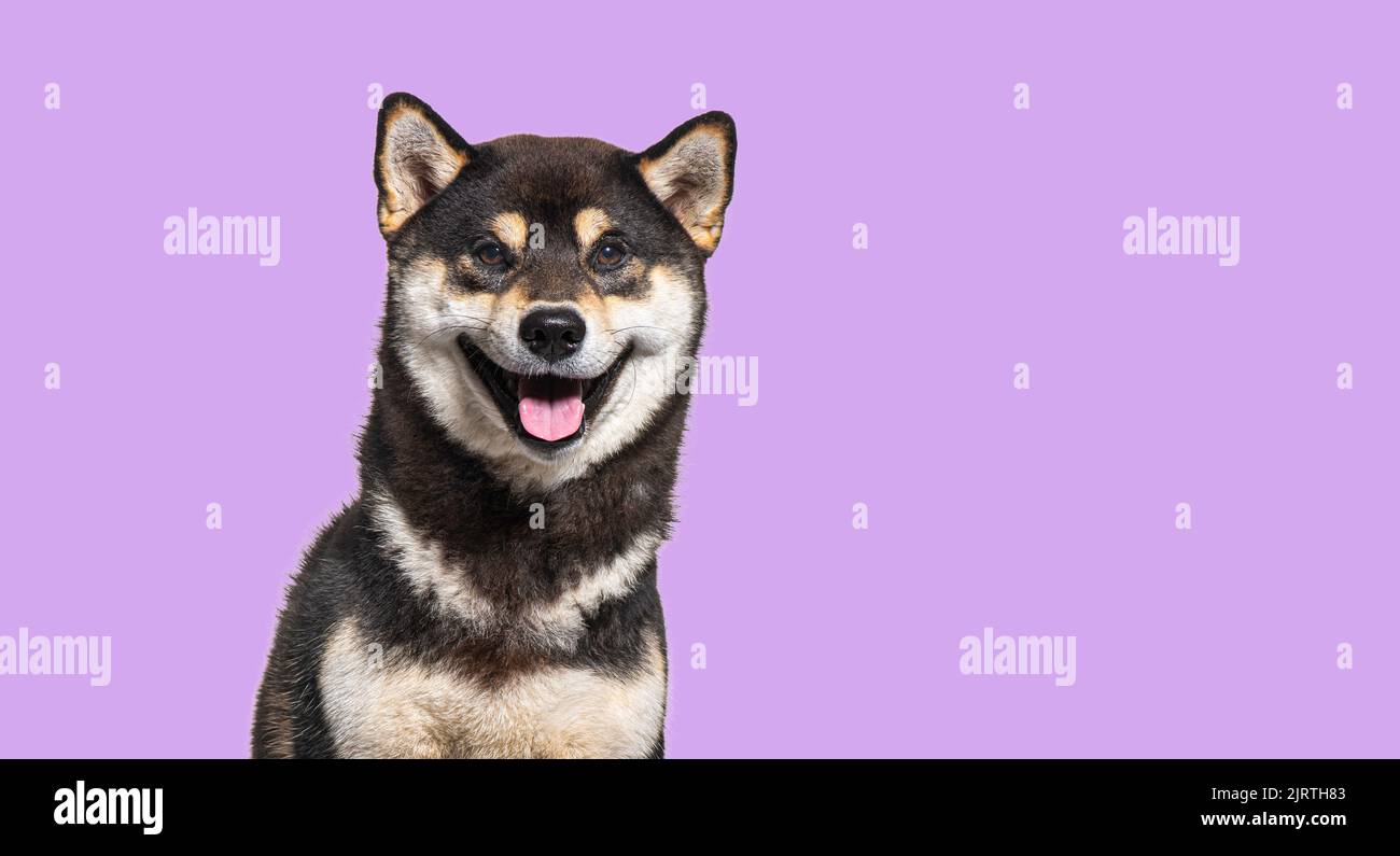 Shiba inu perro jadeando y luciendo feliz, sobre un fondo púrpura Foto de stock