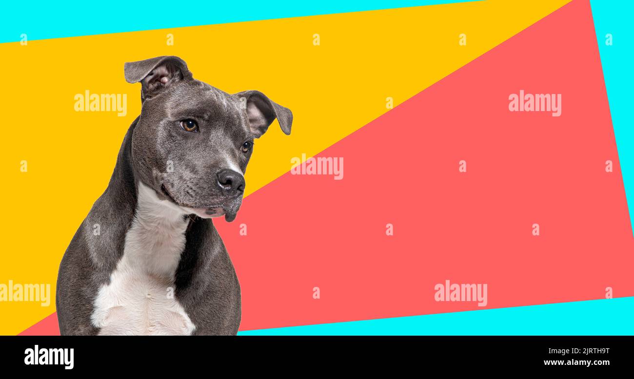 American Staffordshire Terrier perro, mirando a fondo multicolor Foto de stock
