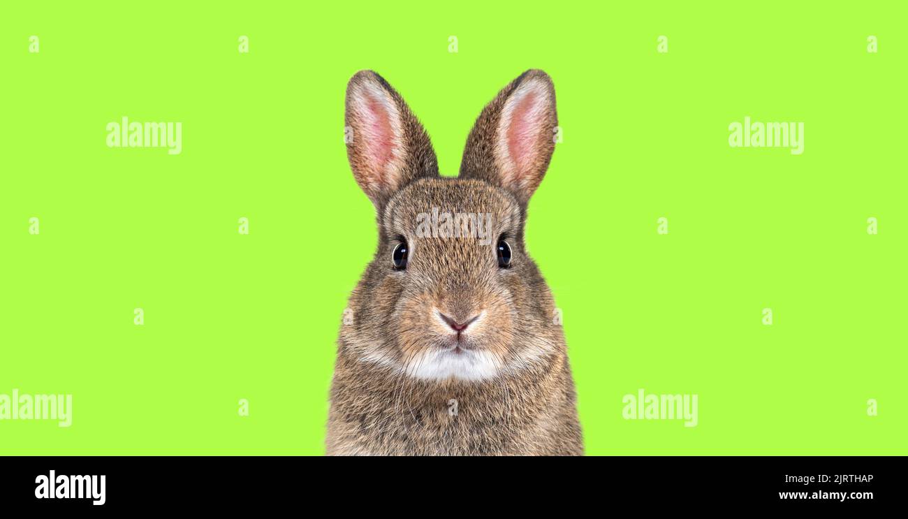 Joven conejo europeo frente y mirando la cámara. De pie sobre un fondo verde Foto de stock