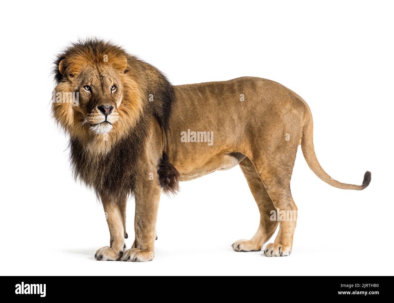 Vista lateral de un león macho mirando hacia atrás, aislado sobre blanco Foto de stock