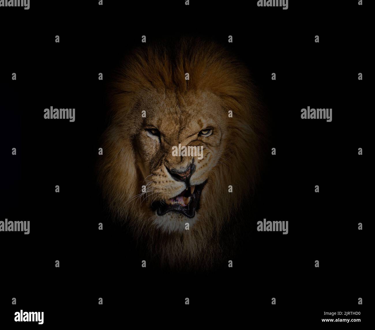 Retrato de un león adulto masculino haciendo una cara mirando la cámara, Panthera leo, en negro Foto de stock