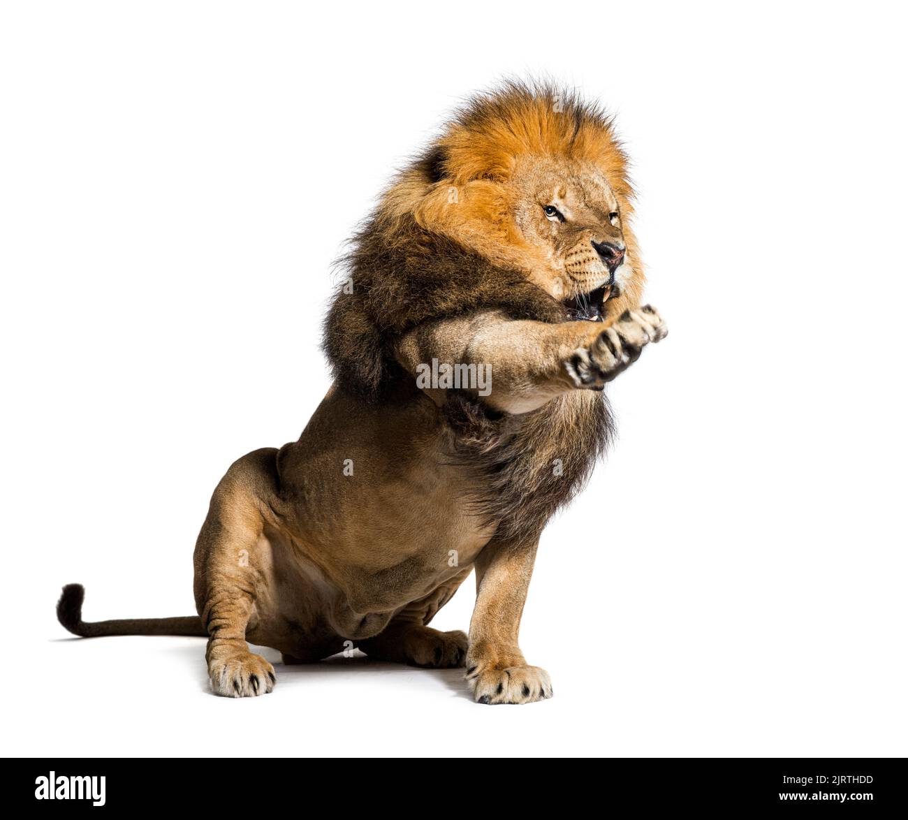 El león molesto haciendo una cara y dando la orden a Adelante, aislado en blanco Foto de stock