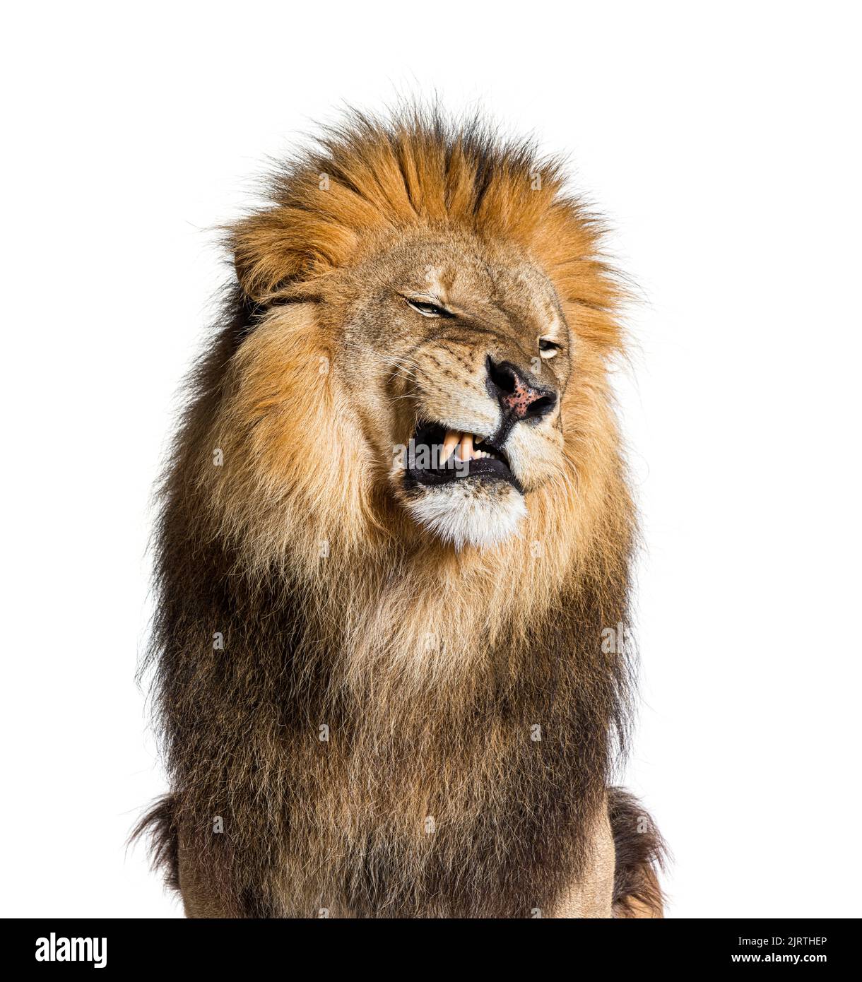 León tirando de una cara, mirando la cámara y mostrando sus dientes, aislados sobre blanco Foto de stock