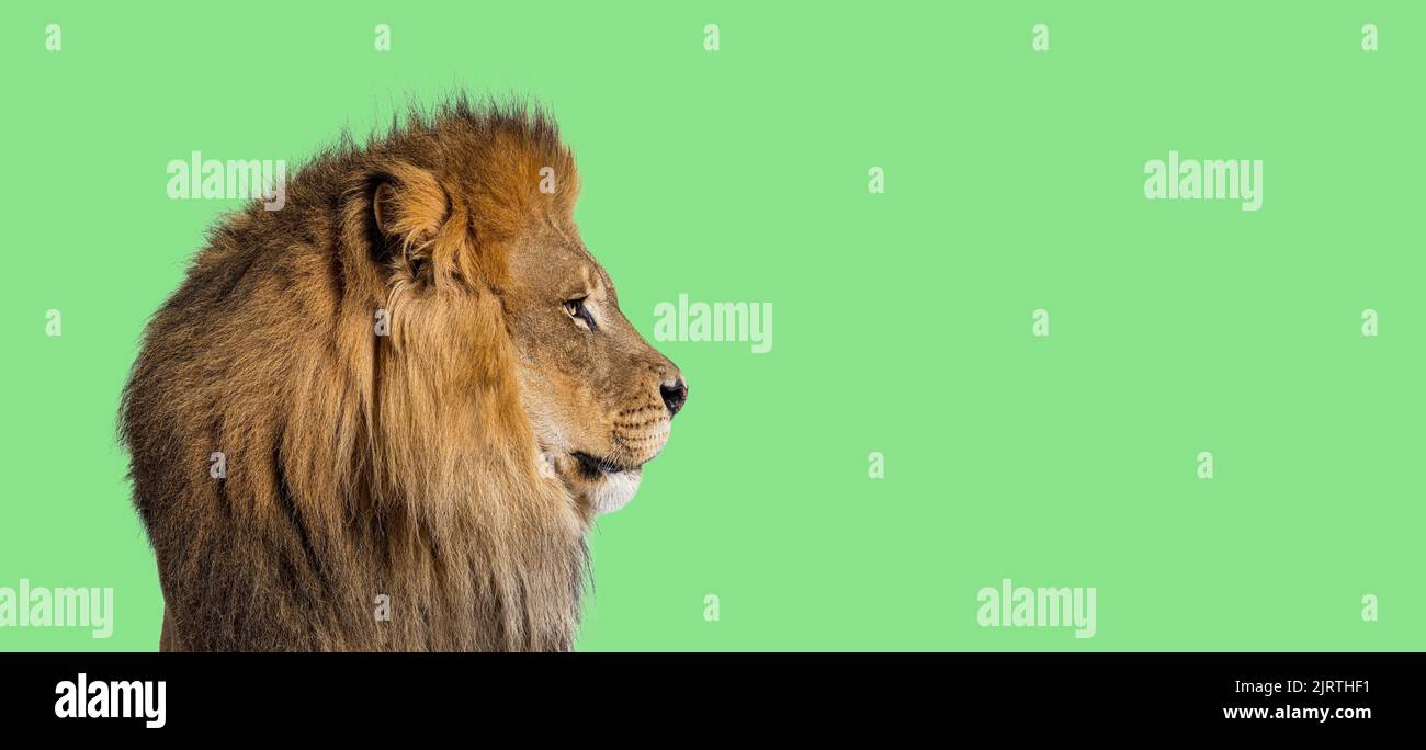 Perfil perfecto de un león macho adulto mirando lejos sobre fondo verde Foto de stock