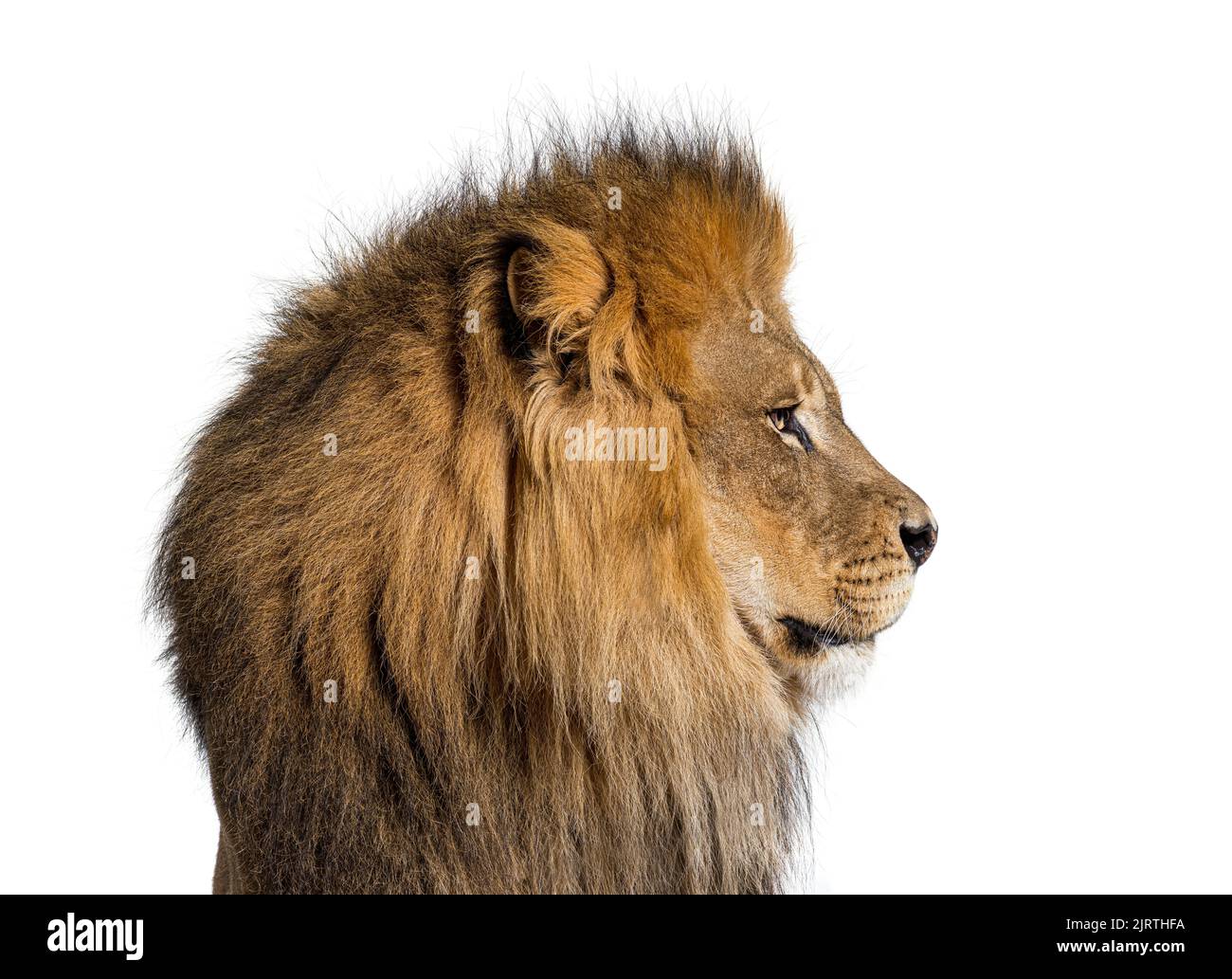 Perfil perfecto de un león macho adulto mirando a distancia, aislado sobre blanco Foto de stock