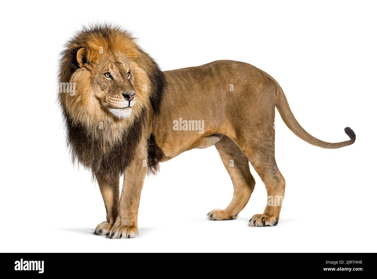 Vista lateral de un león adulto masculino de pie y mirando hacia atrás tirando de una cara divertida, aislado en blanco Foto de stock