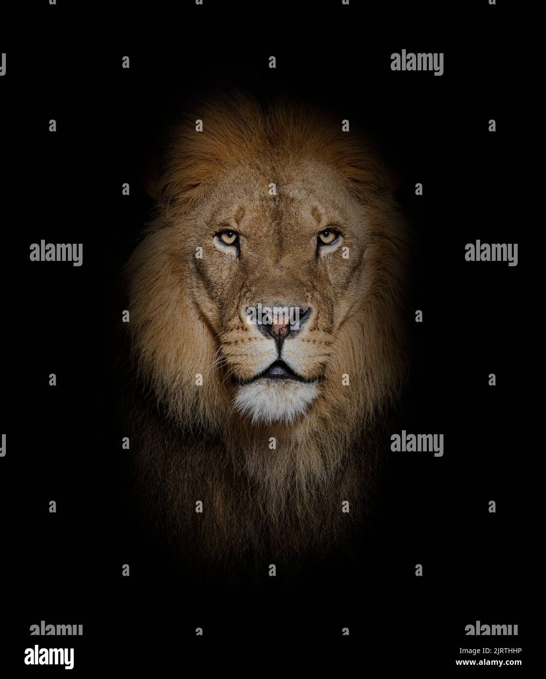 Retrato de un león adulto masculino mirando la cámara, Panthera leo, en negro Foto de stock