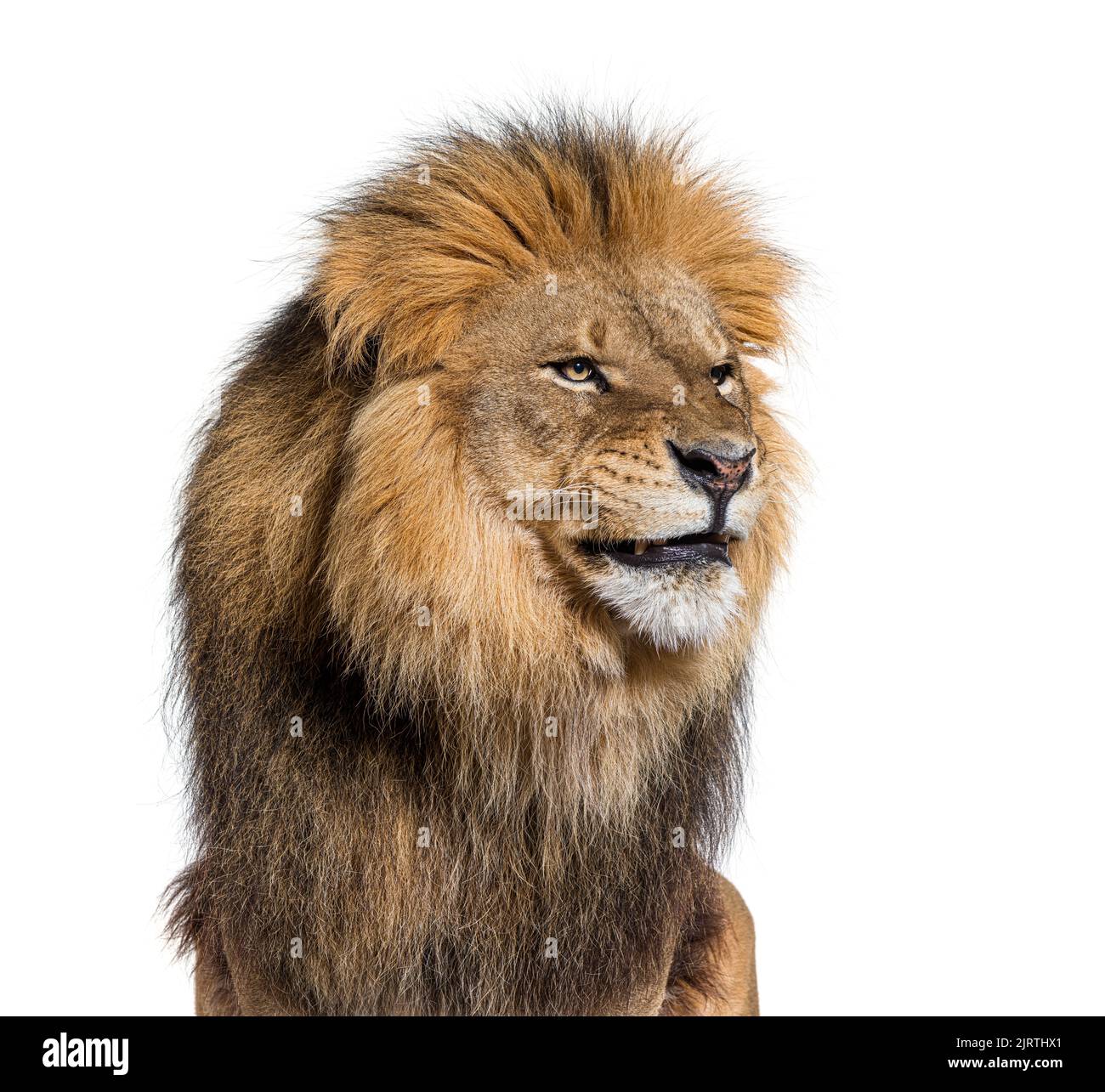 Molesto león masculino adulto haciendo una cara divertida, aislado sobre blanco Foto de stock