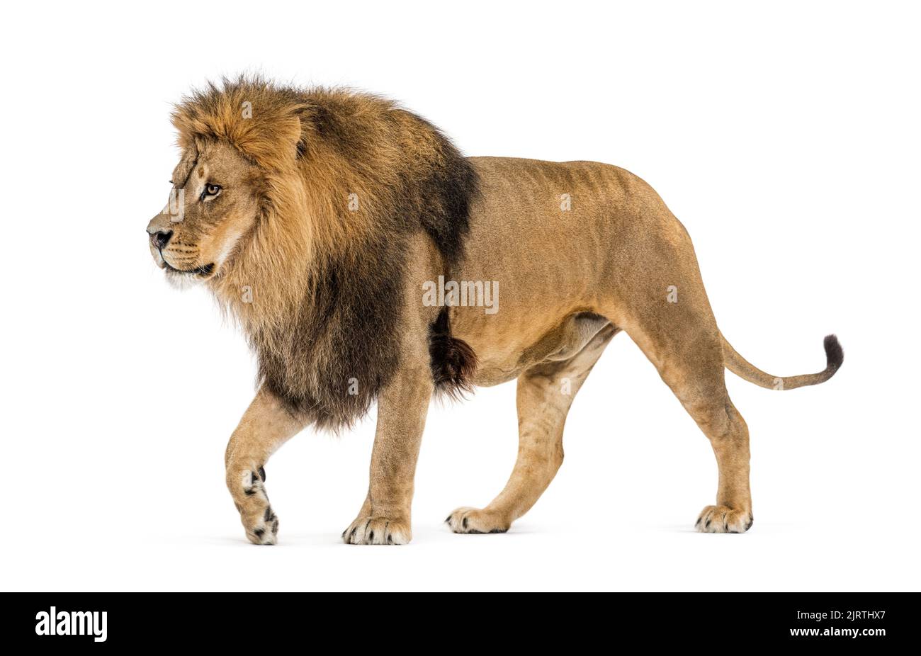 Vista lateral de un león caminando, aislado en blanco Foto de stock