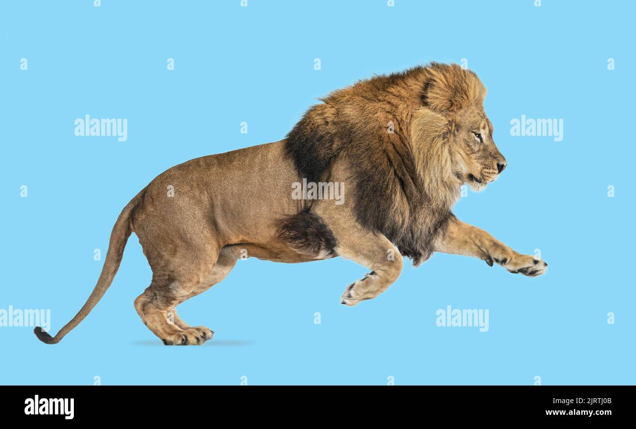 Hombre león adulto, Panthera leo, saltando sobre fondo azul Foto de stock