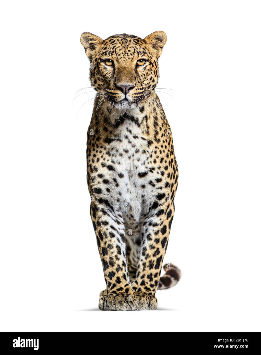 Leopardo de topos en frente y frente a la cámara, aislado sobre blanco Foto de stock